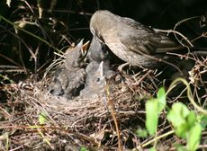 Amsel-8-Tag-47.jpg